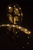 Миниатюра фото лента swg 7,2w/m  30led/m 5050smd теплый белый 5m swg530-12-7.2-ww-м 009260 | 220svet.ru